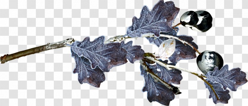 Winter Snow Icicle Photography Clip Art - Tree Transparent PNG
