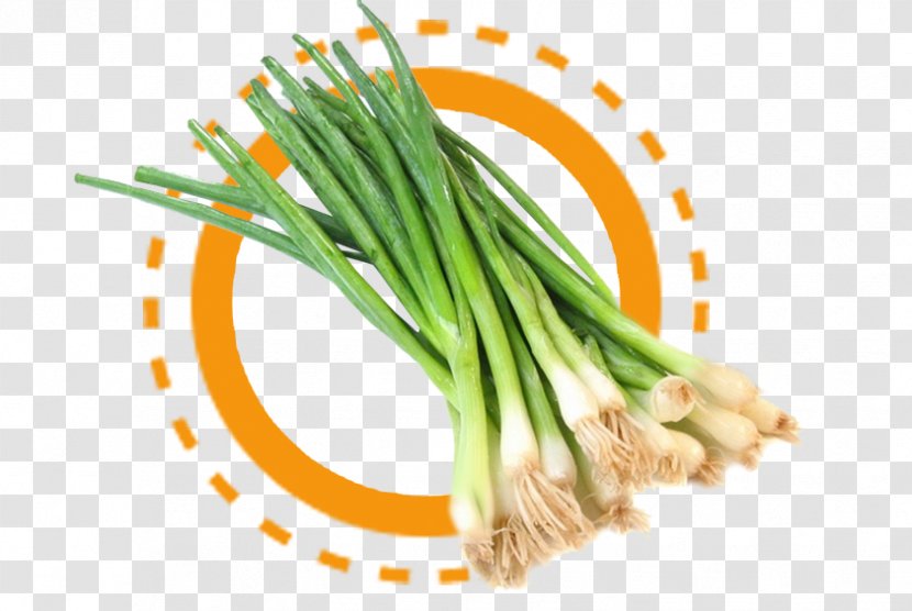 Onion Scallion Allium Fistulosum Vegetable Food - Garlic Transparent PNG