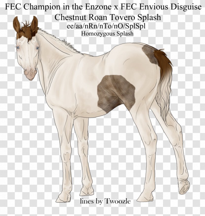 Colt Foal Mustang Stallion Mare Transparent PNG