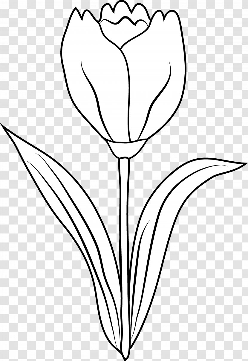 Tulip Black And White Drawing Coloring Book Clip Art - Cliparts Outline Transparent PNG