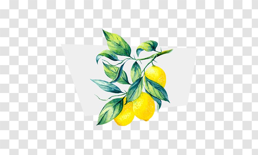 Lemon Terpene Juice Limonene Ocimene - Yellow Transparent PNG