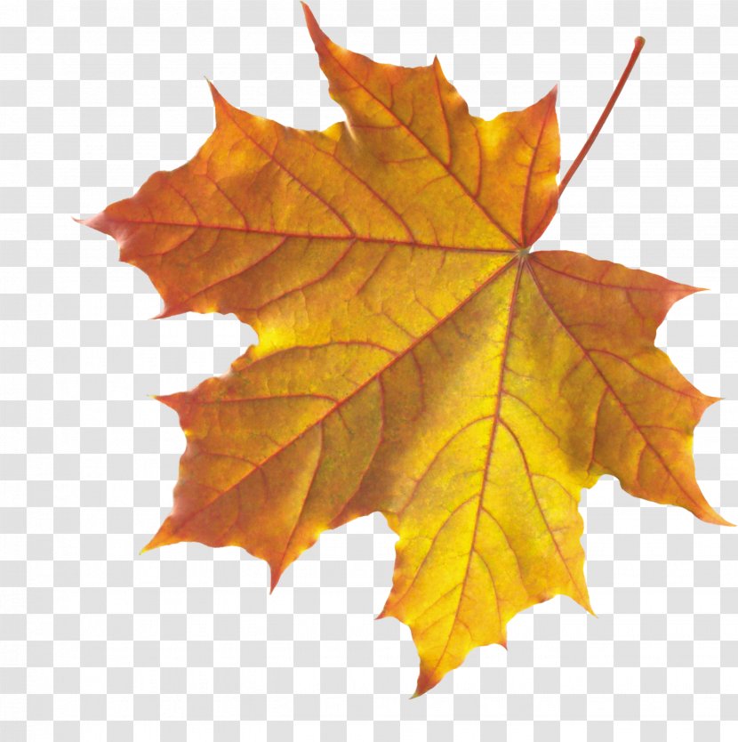 Autumn Leaf Color Maple - Green Transparent PNG