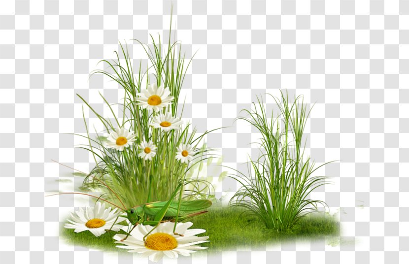 Desktop Wallpaper - Flower Arranging - Kwiaty Transparent PNG