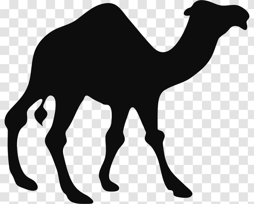 Bactrian Camel Dromedary Silhouette Clip Art Transparent PNG