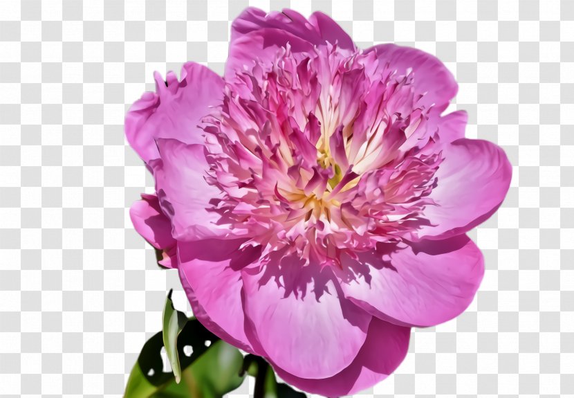 Flower Flowering Plant Petal Pink - Magenta Chinese Peony Transparent PNG