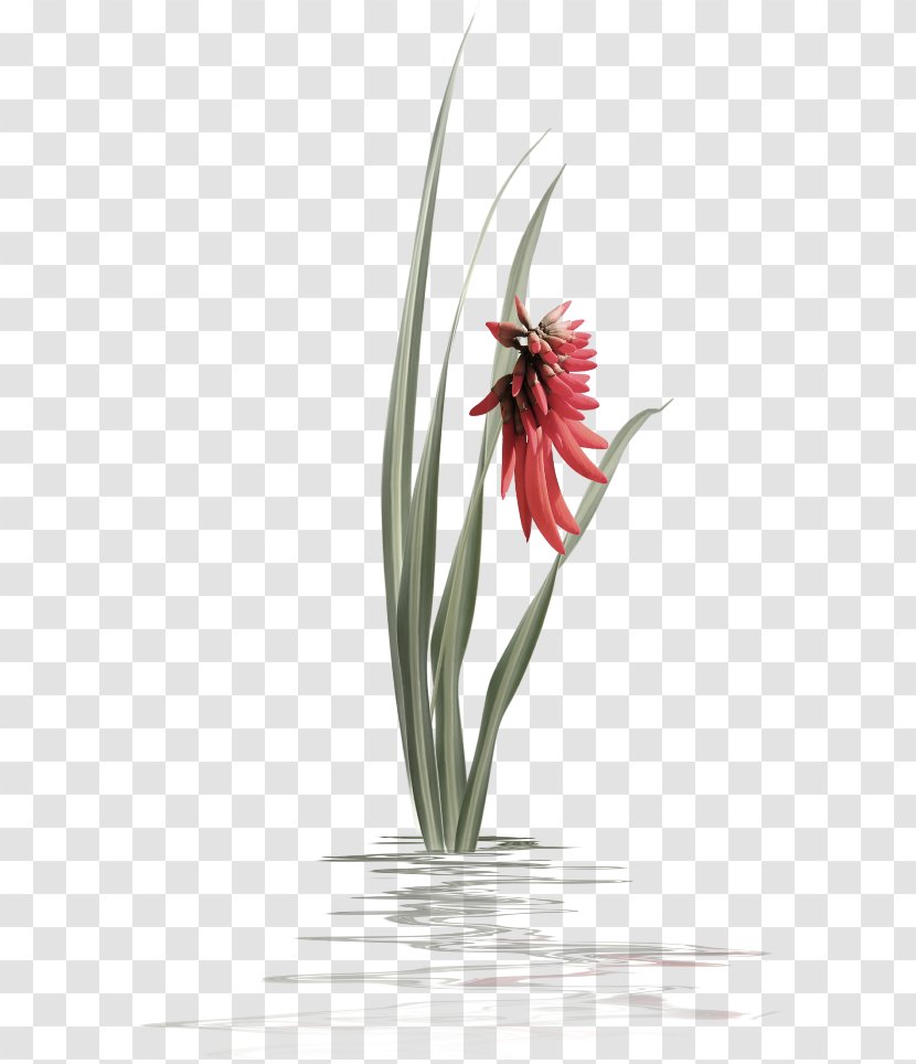 Jersey Lily Still Life Photography Tulip Vase Transparent PNG