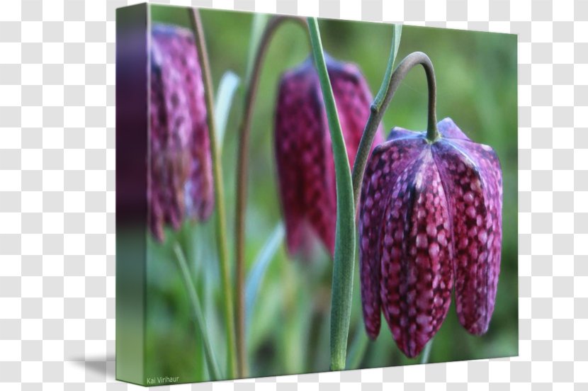 Snake Fritillaries Transparent PNG