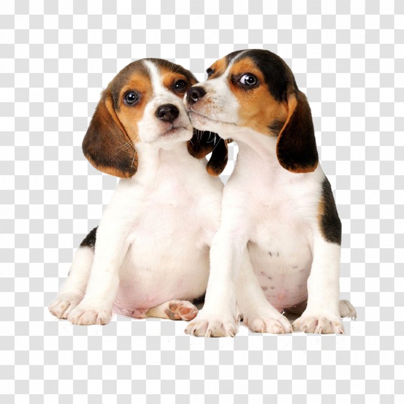 Beagle Pug Puppy Affenpinscher Post Cards - Cuteness Transparent PNG