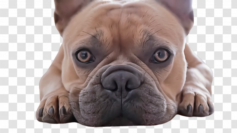 French Bulldog - Companion Dog Transparent PNG
