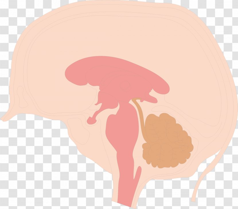 Cerebrum Illustration - Tree - Brain Structure Map Transparent PNG