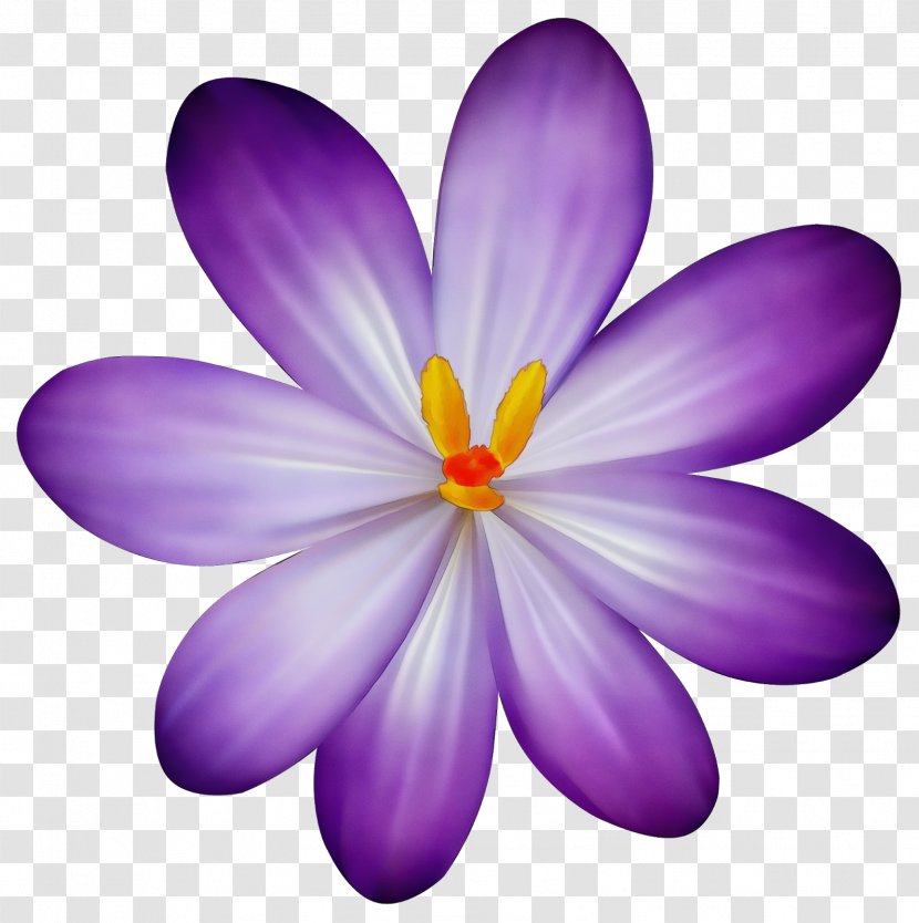 Purple Watercolor Flower - Herbaceous Plant - Wildflower Saffron Crocus Transparent PNG