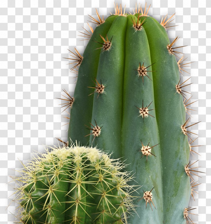 Cactaceae Clip Art - Nopal - Cactus Transparent PNG