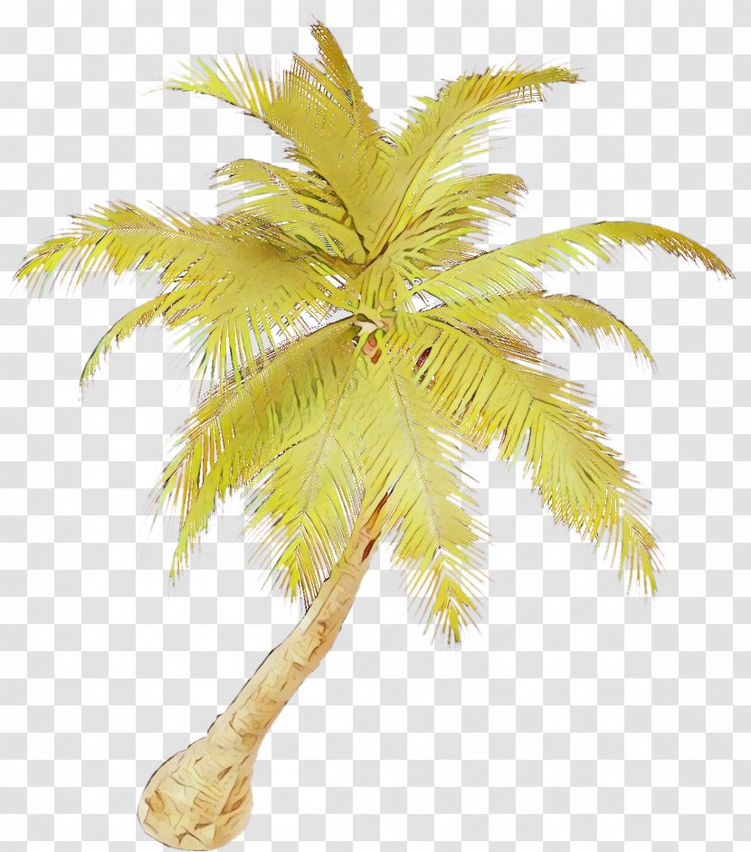 Palm Tree - Arecales - Elaeis Terrestrial Plant Transparent PNG