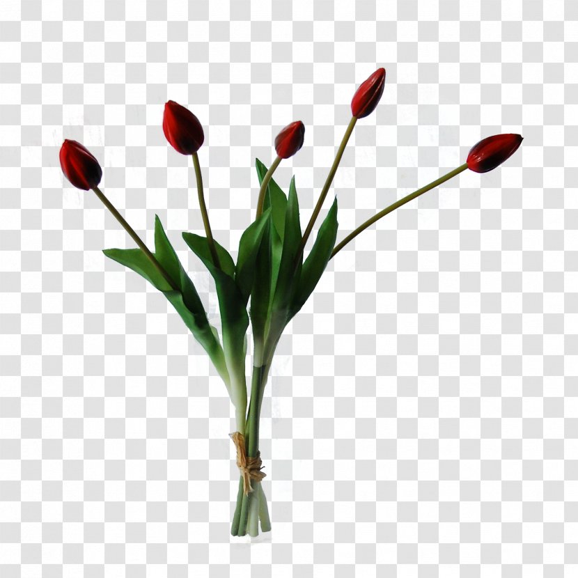 Flowers Background - Flower - Lily Family Coquelicot Transparent PNG
