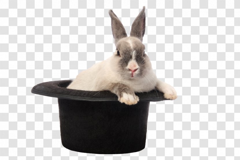 Stock Photography European Rabbit Transparent PNG