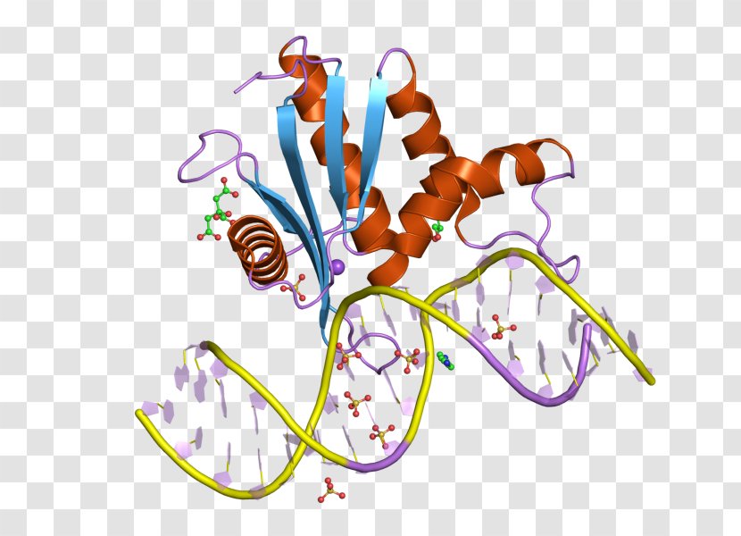 Ribonuclease H RNASEH1 Endonuclease Enzyme - Silhouette - Flower Transparent PNG