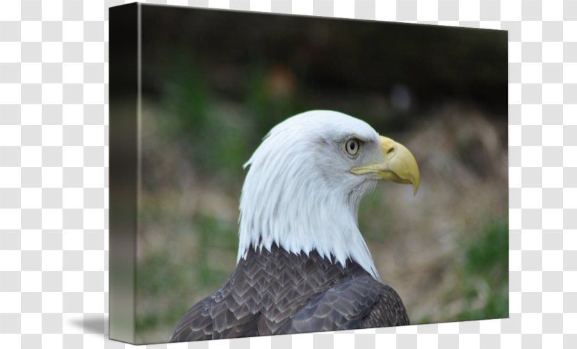 Bald Eagle Bird Of Prey Accipitriformes - Printing Transparent PNG