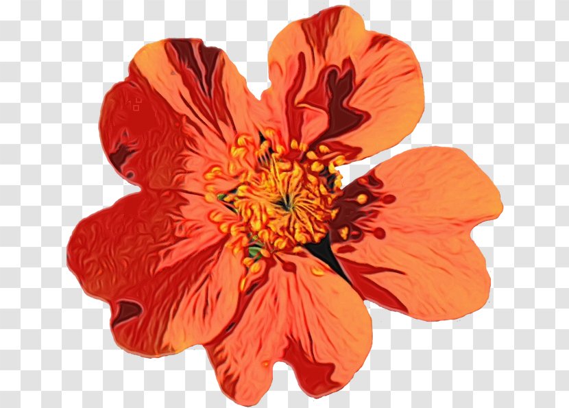 Summer Background Flowers - Flower - Cinquefoil Wildflower Transparent PNG