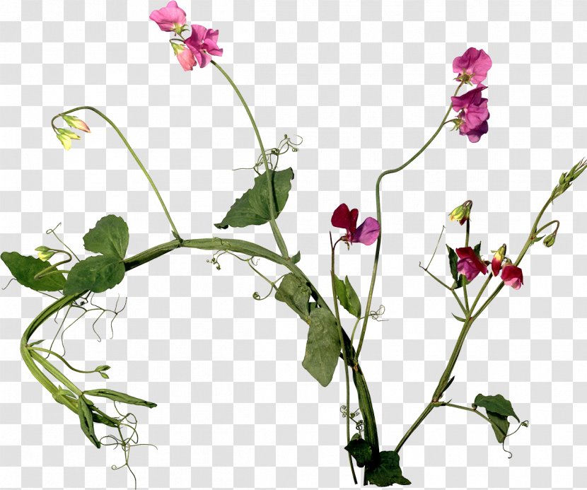Cut Flowers Plant Stem Sweet Pea - Vegetativ Organlar - Flayer Transparent PNG