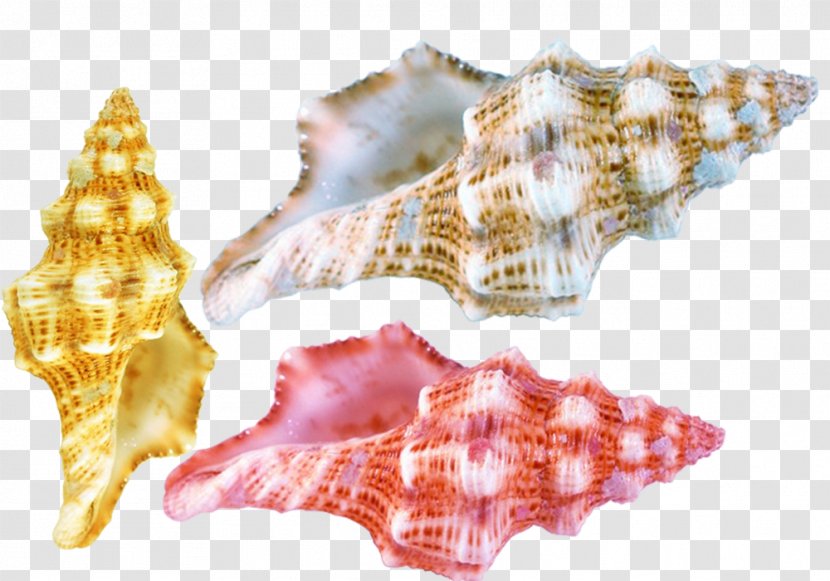 Seashell Conchology Sea Snail - Conch Shell Material Transparent PNG