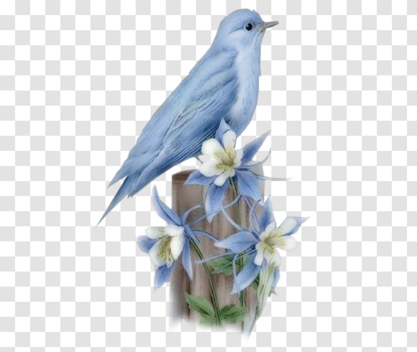 Hummingbird Bluebird Of Happiness Flying And Gliding Animals - Greater Birdofparadise - Bird Transparent PNG
