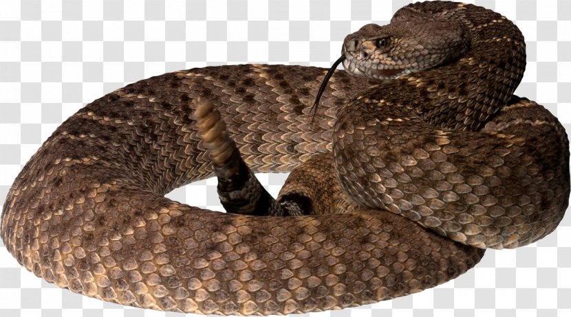 Snake Reptile King Cobra - Sidewinder - Image Picture Download Transparent PNG