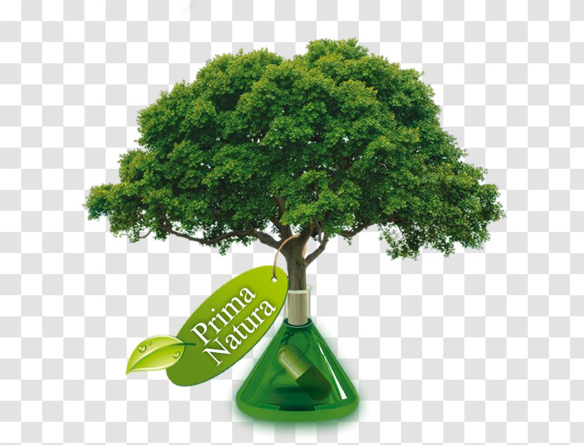 Transpiration Arbor Day Foundation Tree Manipal College Of Dental Sciences, Paper - Consultant Transparent PNG