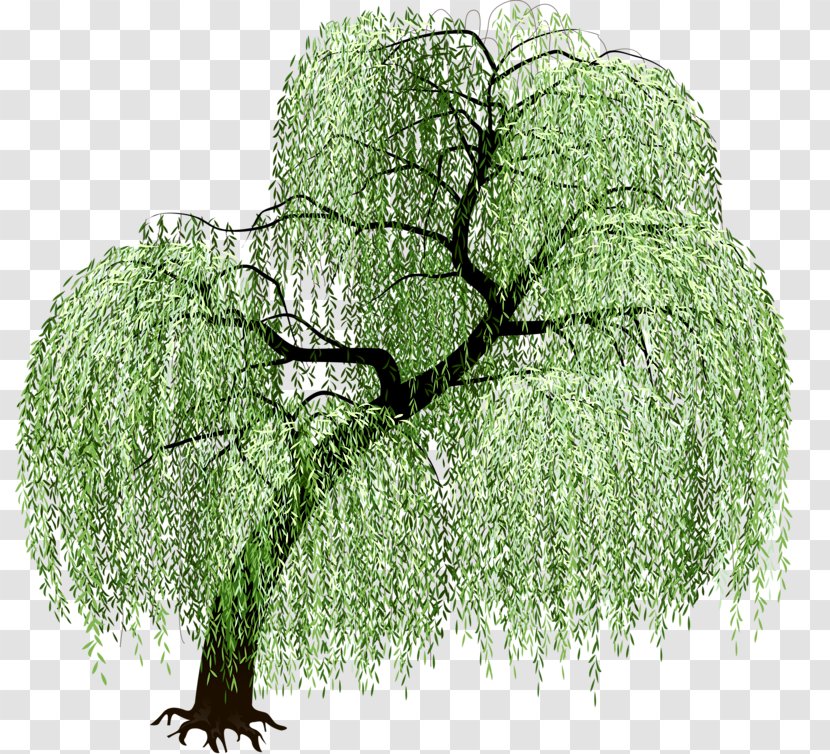 Tree Art Transparent PNG