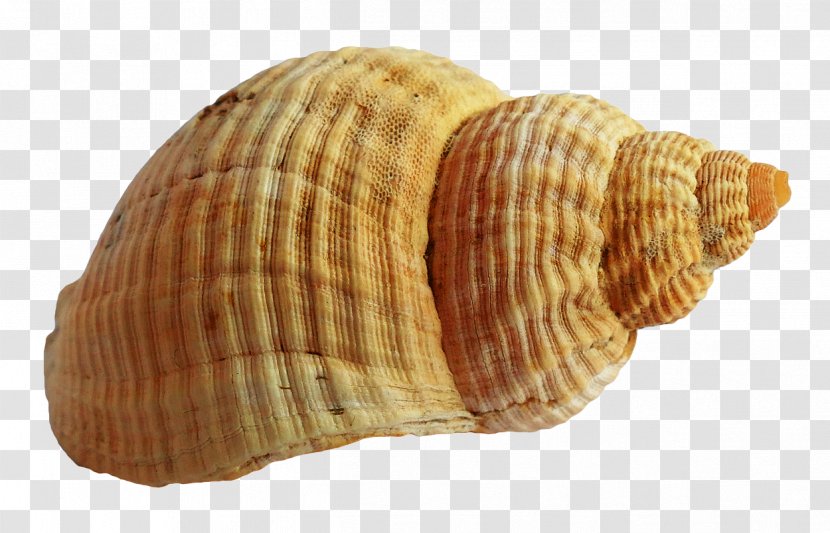 Seashell Cockle - Lobatus Gigas Transparent PNG