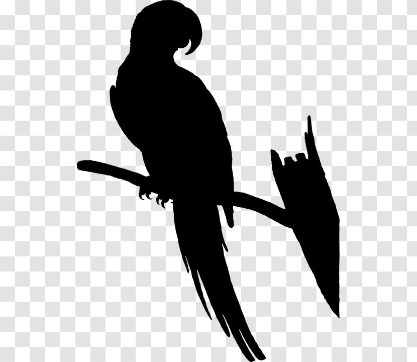 Macaw Clip Art Beak Silhouette Fauna - Parakeet Transparent PNG