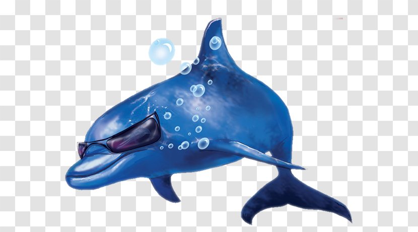 Tucuxi Common Bottlenose Dolphin Porpoise Rough-toothed Transparent PNG