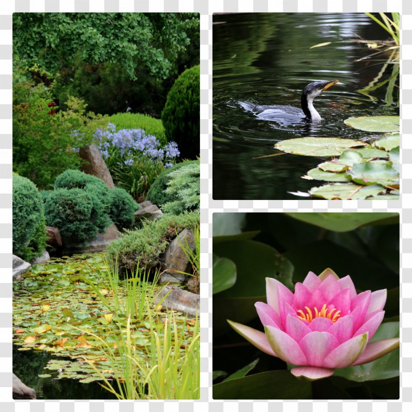Botanical Garden Pond Flora Water Feature Flower - Watercourse - Japanese Transparent PNG