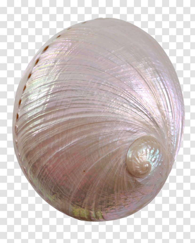 Cockle Clam Seashell Veneroida Conchology - Sphere Transparent PNG
