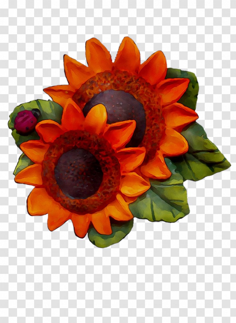 Transvaal Daisy Cut Flowers Sunflower Orange S.A. - Family Transparent PNG