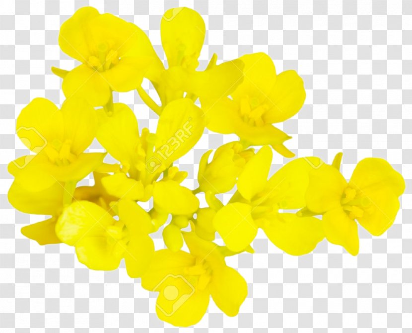 Rapeseed Flower Mustard Plant Brassica Oleracea Transparent PNG