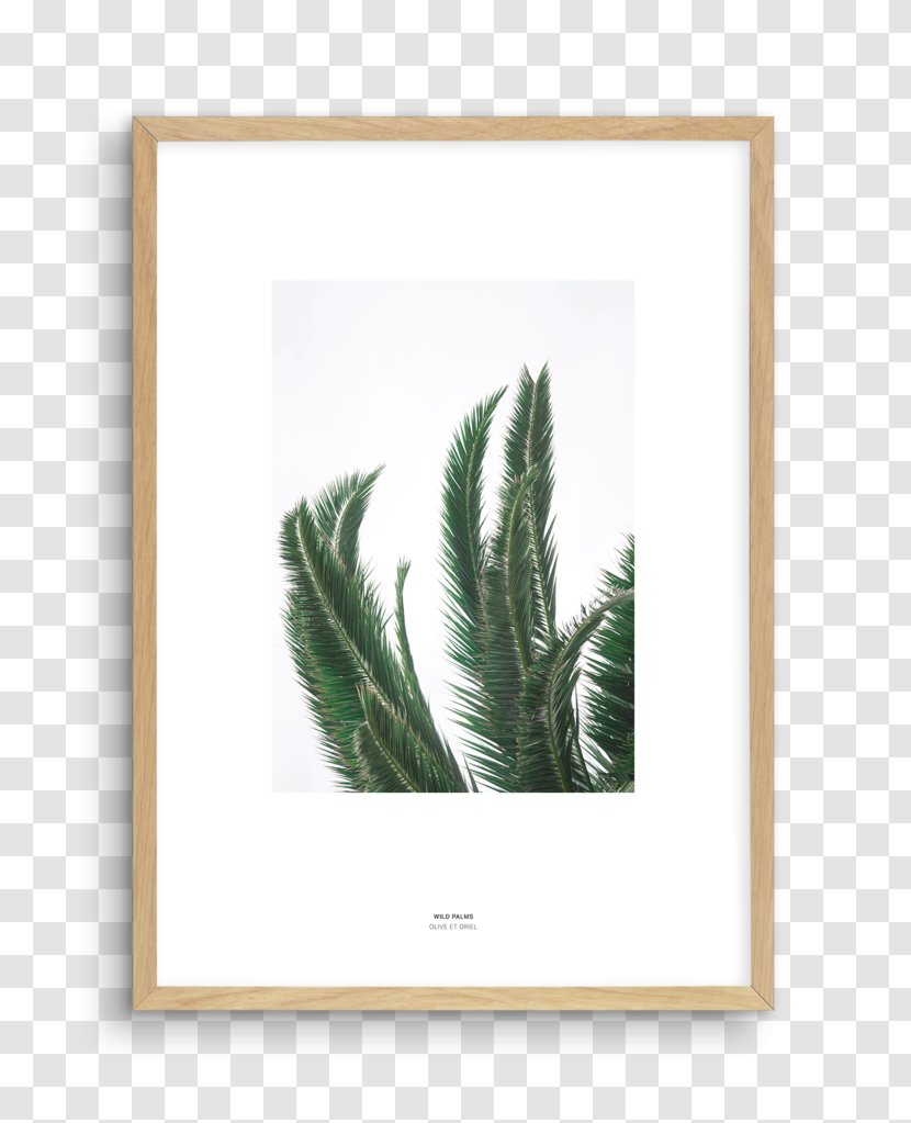 Picture Frames Fine-art Photography - Feather - Design Transparent PNG