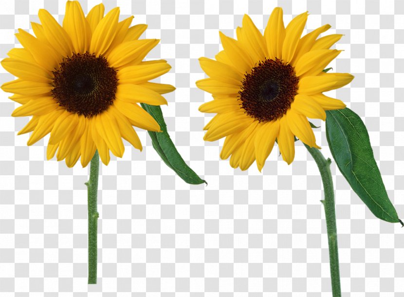 Clip Art Common Sunflower Image - Cut Flowers - Oil Transparent PNG