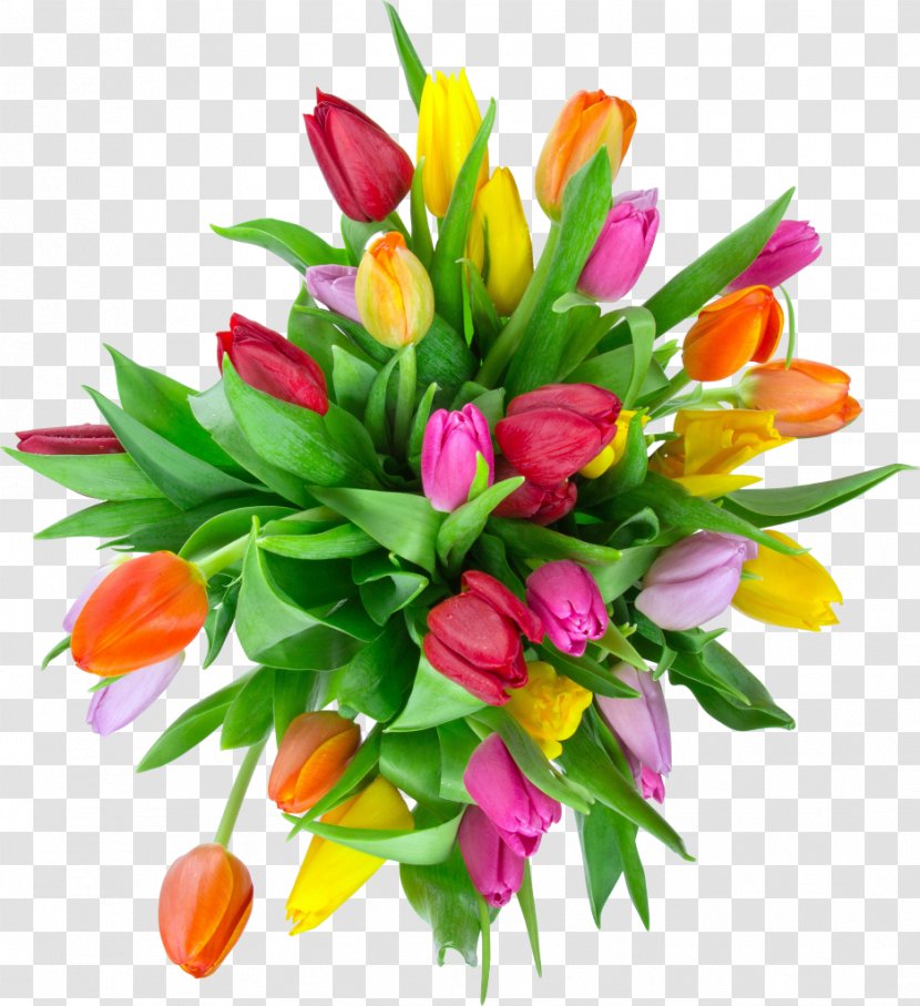 Tulip Photography Flower Bouquet - Tulips Transparent PNG
