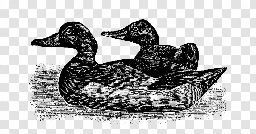 Mallard Goose Duck Beak White - Decoy Transparent PNG