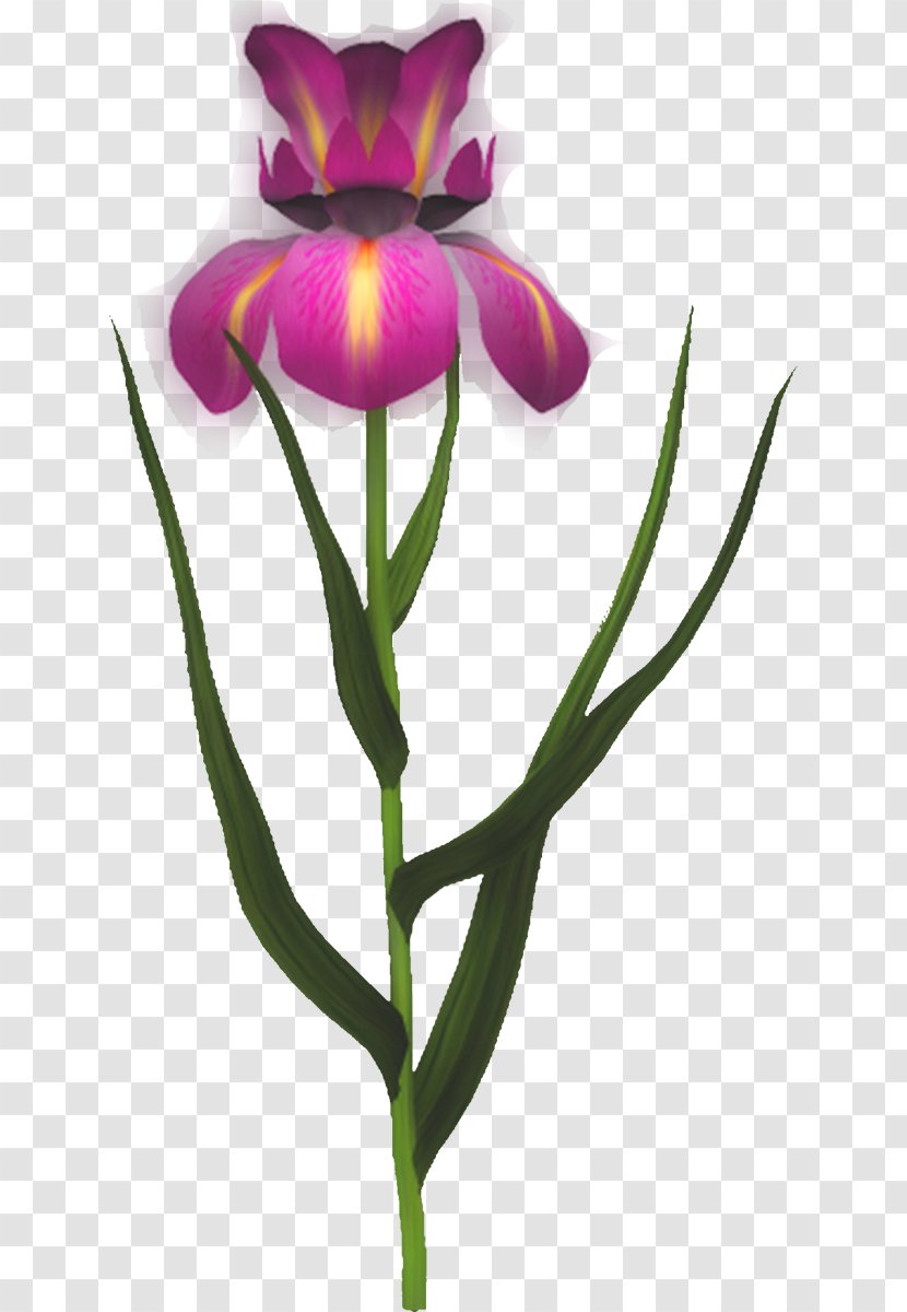 Cut Flowers Plant Stem Bud Violet Herbaceous - Family Transparent PNG