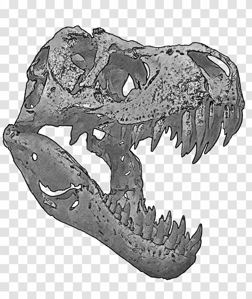Tyrannosaurus The Dinosaur Skull Artbrands - Heat Press Transparent PNG