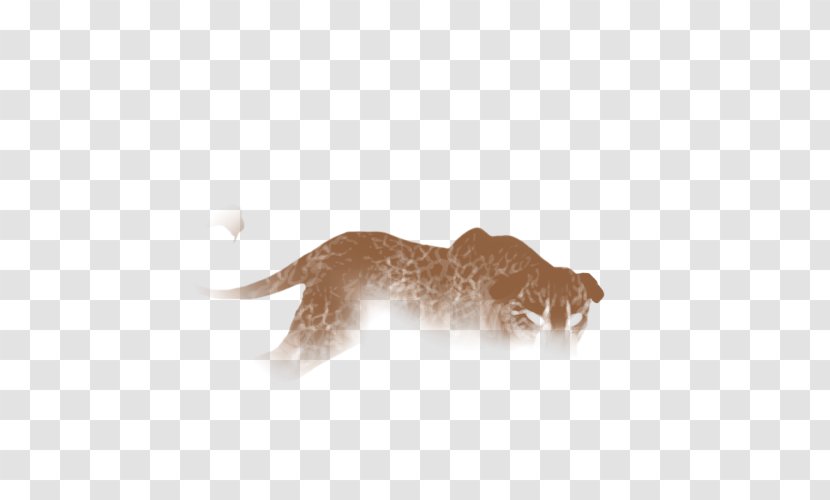 Cat Dog Carnivora Animal Canidae - Carnivoran - Crackle Transparent PNG