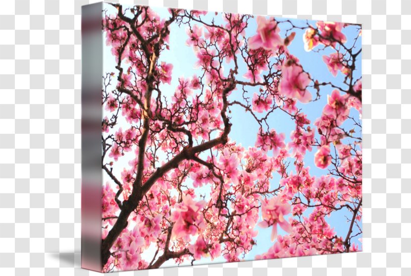 Lawyer Rosenblum, Schwartz, Rogers & Glass, P.C. Cherry Blossom Law Firm ST.AU.150 MIN.V.UNC.NR AD - Poster Transparent PNG