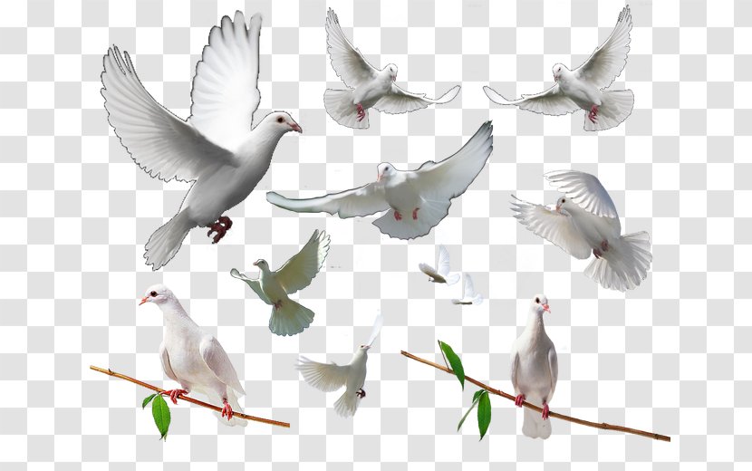 Homing Pigeon Rock Dove Columbidae Bird - Feather Transparent PNG