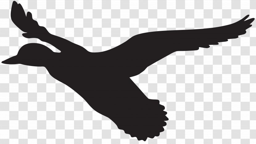 Duck Flight Mallard Clip Art - Water Bird - Flying Silhouette Image Transparent PNG