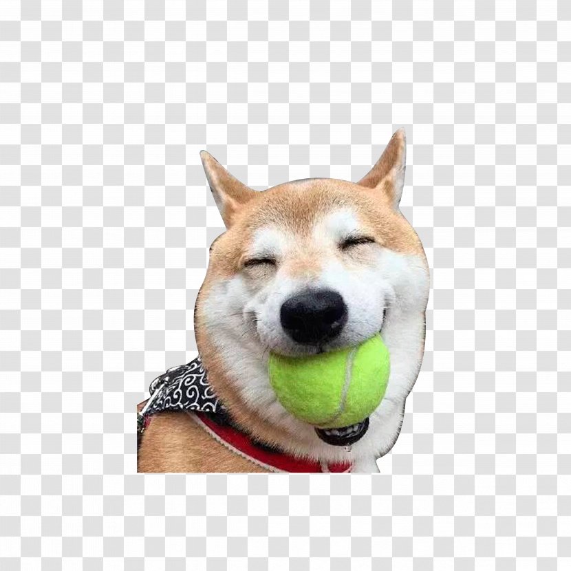 Shiba Inu Akita Laughter Doge - Frame - Dangling The Baseball Laughing Dog Transparent PNG