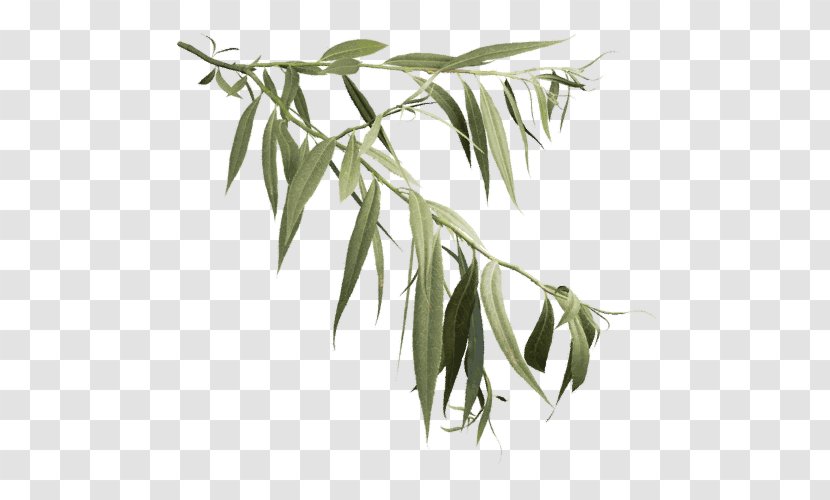 Salix Alba Askur Weeping Willow Tree Leaf - Fraxinus Latifolia - TWIG Transparent PNG