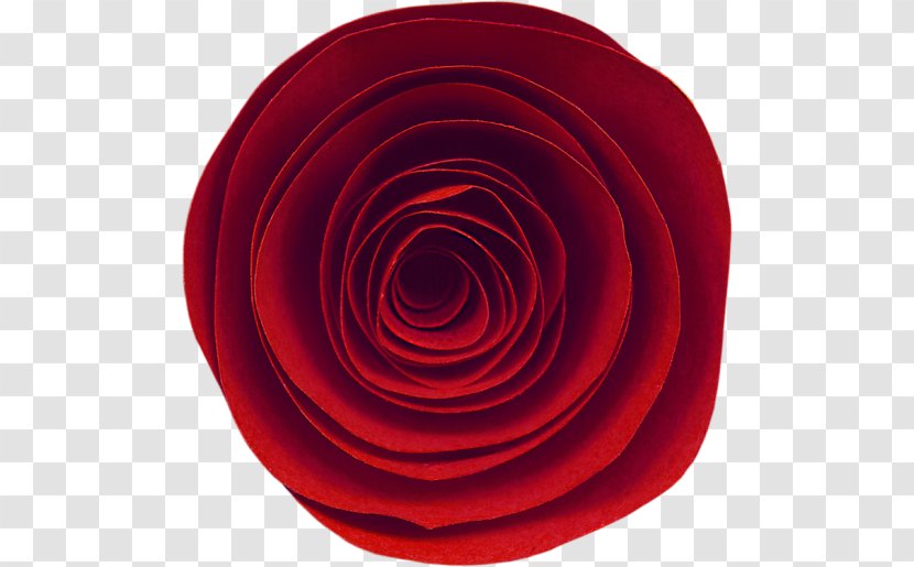 Garden Roses Circle Spiral - Rose Family Transparent PNG