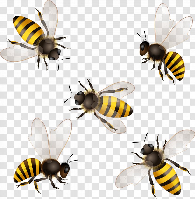 Honey Bee Insect Honeycomb Transparent PNG