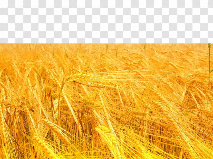 Light Yellow Color Wavelength - Agriculture - The Breath Of Wheat Transparent PNG